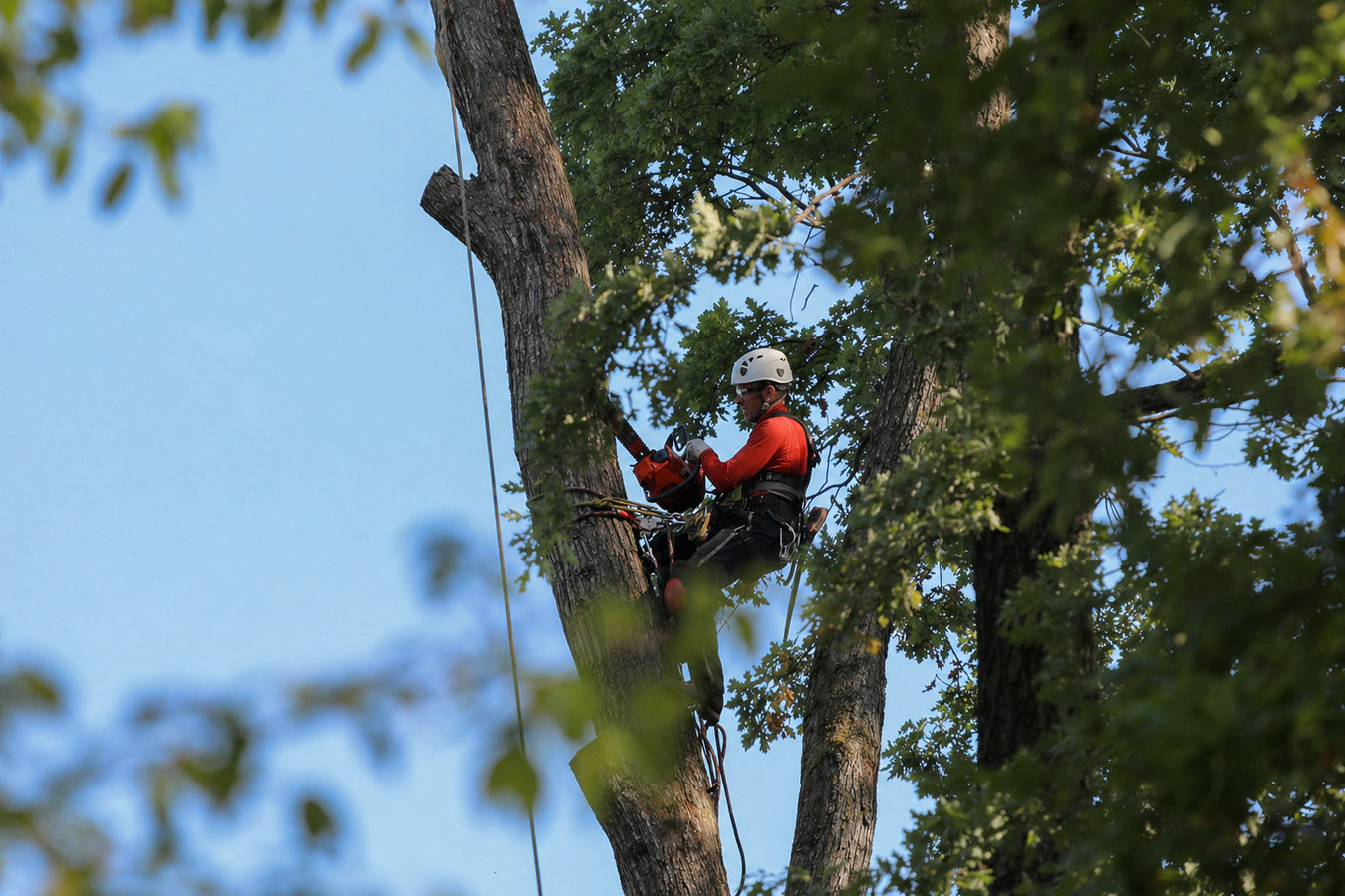 Tree Service in Fallbrook, CA